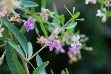 Vahşi doğada bir dal dalı açar Lycium barbarlığı