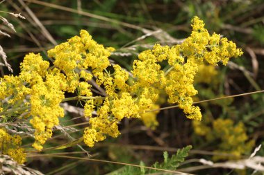 Galyum verum vahşi otların arasında yetişir.