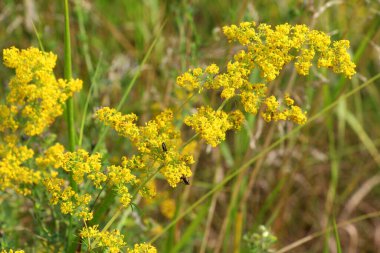 Galyum verum vahşi otların arasında yetişir.