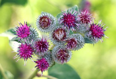 Burdock (Arctium) yazın doğada yetişir