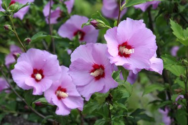 Yazın, doğada amber çiçeği açar.