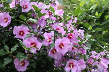 Yazın, doğada amber çiçeği açar.