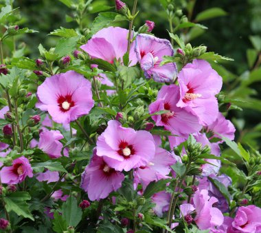 Yazın, doğada amber çiçeği açar.