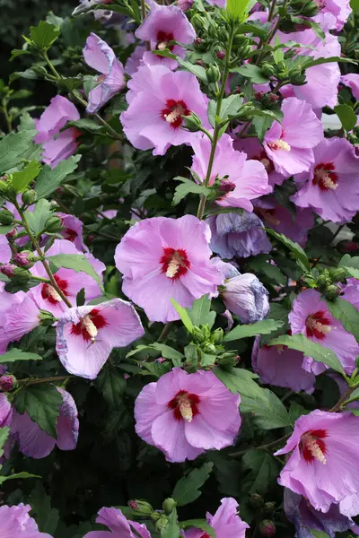 Yazın, doğada amber çiçeği açar.