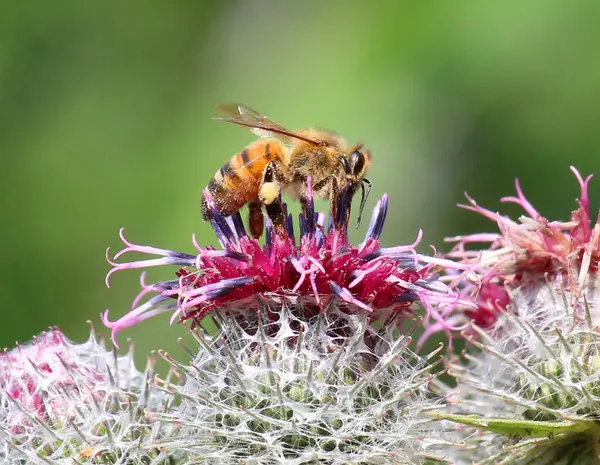 Doğada, bal arısı (Apis mellifera) nektar ve polen toplar.
