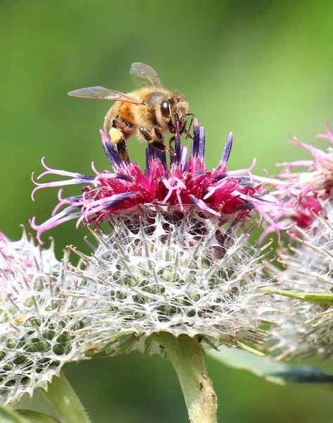 Doğada, bal arısı (Apis mellifera) nektar ve polen toplar.