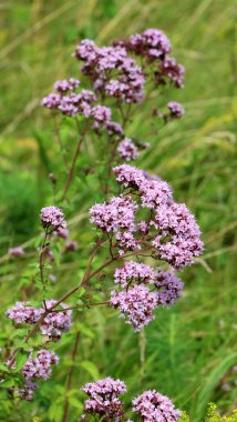 Yazın vahşi doğada çiçek açan keklik otu (Origanum vulgare))