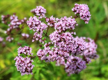 Yazın vahşi doğada çiçek açan keklik otu (Origanum vulgare))