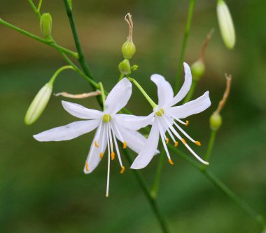 Anthericum ramosum yazın vahşi doğada açar.