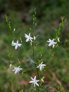 Anthericum ramosum yazın vahşi doğada açar.