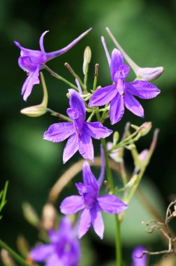 Consolida regalis tarlada ekinlerin arasında çiçek açıyor.