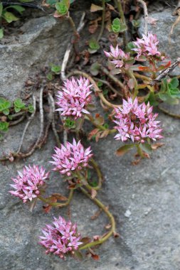 Vahşi doğada büyüyen sahte taş (Phedimus spurius)