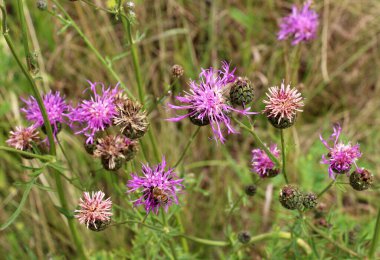Çiçek (Centaurea scabiosa), otların arasında yeşerir.
