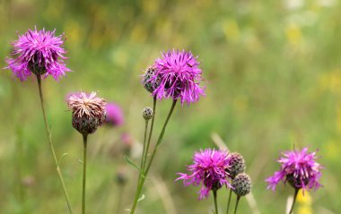 (Centaurea scabiosa) yaz mevsiminde yabani otlar arasında çiçek açar.