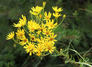 Zehirli bitki Jacobaea vulgaris vahşi doğada yetişir.