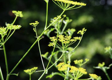 Doğada yetişen yaban havucu (Pastinaca sativa), yemek ve tıpta kullanılır..