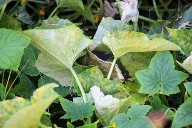 Salatalık yaprakları tehlikeli bir hastalıktan etkilenir - küflü küf (mantar Peronospora brassicae Gaum)