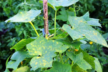 Salatalık yaprakları tehlikeli bir hastalıktan etkilenir - küflü küf (mantar Peronospora brassicae Gaum)