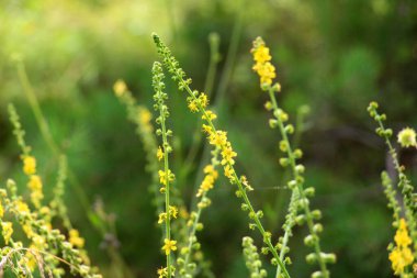 Vahşi otların arasında yaz mevsimi, tarımsal ekvatorya çiçekleri açıyor.