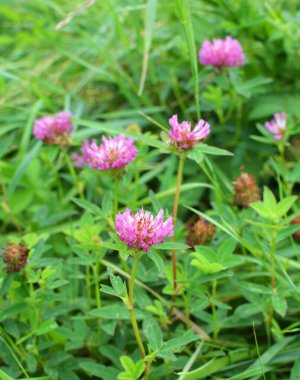 In the meadow, among the wild grasses blooms clover middle  (Trifolium medium) 