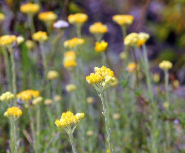 Yazın vahşi doğada, Helichrysum arenariu çiçek açar.
