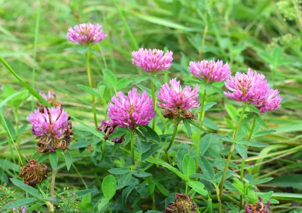 In the meadow, among the wild grasses blooms clover middle  (Trifolium medium) 