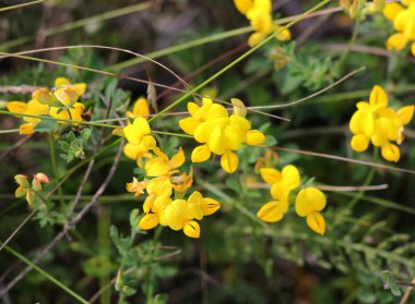 Lotus corniculatus çayırlarda, yabani otların arasında yetişir.