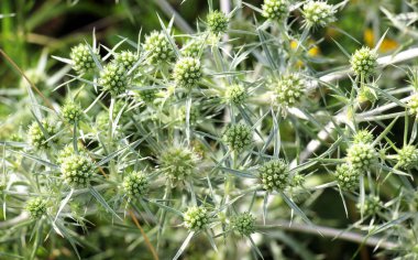 Vahşi doğada dikenli bir Eryngium kampçısı yetişir.