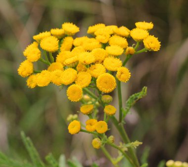 Yazın, tansy ordinary (Tanasetum vulgare) wil 'de çiçek açar