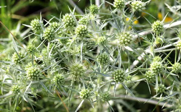 Vahşi doğada dikenli bir Eryngium kampçısı yetişir.