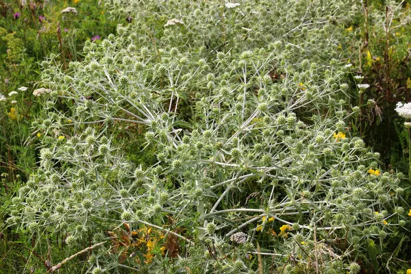 Vahşi doğada dikenli bir Eryngium kampçısı yetişir.