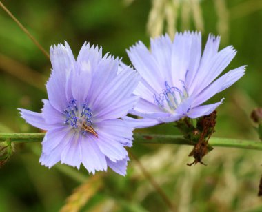 Chicory (Cichorium intybus) yazın vahşi doğada çiçek açar