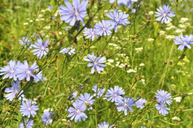 Chicory (Cichorium intybus) yazın vahşi doğada çiçek açar