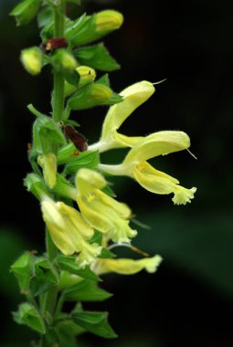Salvia glutinosa yazın vahşi doğada yetişir.
