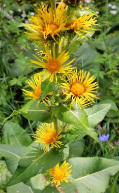 Değerli tıbbi bitki inula helenyum vahşi doğada yetişir.