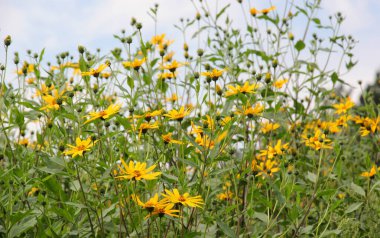 Kudüs enginarı (Helianthus tüberosus) bahçedeki açık alanda çiçek açar.