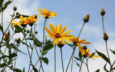 Kudüs enginarı (Helianthus tüberosus) bahçedeki açık alanda çiçek açar.