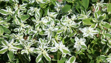 Bahçede yetişen dekoratif spagetti (Euphorbia marginata)