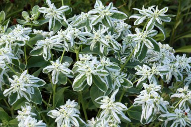 Bahçede yetişen dekoratif spagetti (Euphorbia marginata)