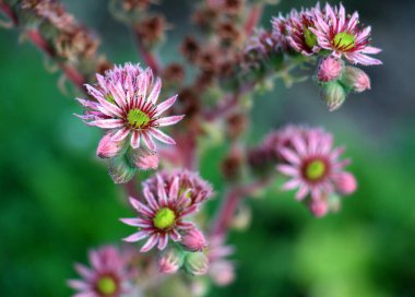 Sempervivum peyzajda oldukça sık kullanılır.