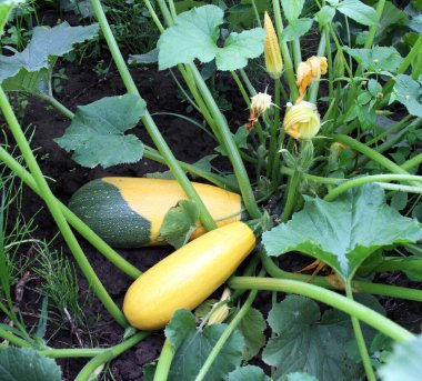 Meyveli, çiçekli ve yapraklı kabak toprakta yetişir.