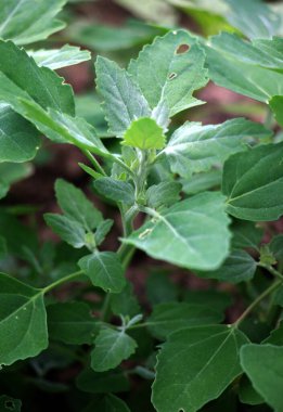 Beyaz kaz ayağı (Chenopodium albümü) vahşi doğada yetişir