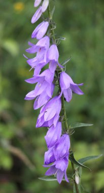 Çan çiçekleri (Campanula rapunculoides, Campanula rapunculus) yazın vahşi doğada açar.
