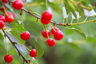 Ağaç dalındaki meyve bahçesinde olgunlaşmış kiraz meyvesi