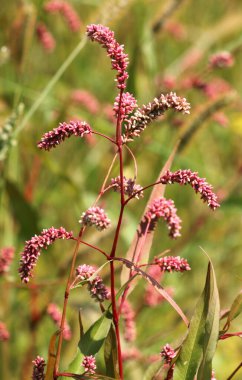 Persicaria maculosa yabani otların arasında yetişir.