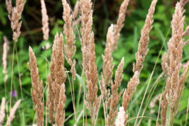 Calamagrostis epigejos grows in the wild among grasses.