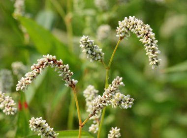 Ot Persicaria lapathifolia tarlaların arasında yetişir..