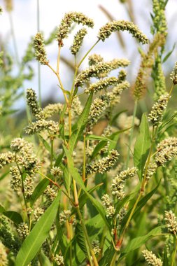 Ot Persicaria lapathifolia tarlaların arasında yetişir..