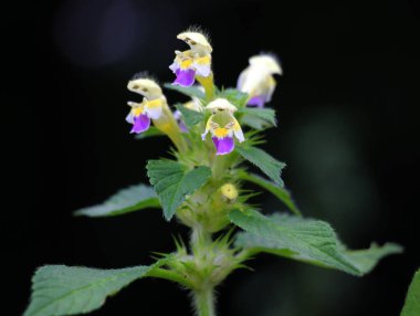 Yazın, Lamiaceae ailesinden bir bitki, Galeopsis speciosa, yabani otlar arasında çiçek açar.