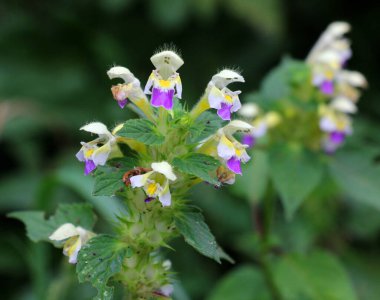 Yazın, Lamiaceae ailesinden bir bitki, Galeopsis speciosa, yabani otlar arasında çiçek açar.